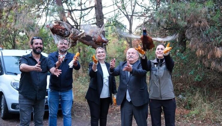 Altınova Hersek Lagünü’nde 200 Sülün Doğaya Salındı