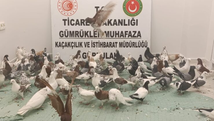 Gürbulak Gümrük Kapısı’nda 85 Kaçak ‘Cancan’ Cinsi Güvercin Ele Geçirildi