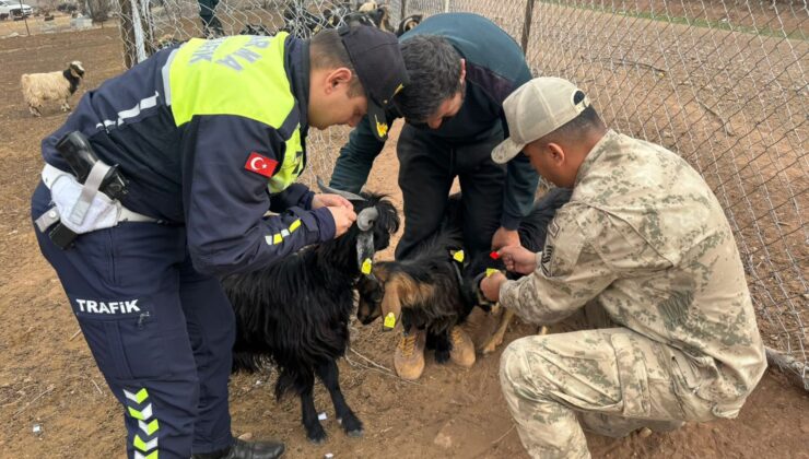 Siirt Jandarma Komutanlığı’ndan Trafik Güvenliğine Örnek Uygulama: Hayvan Küpelerine Reflektif Bant