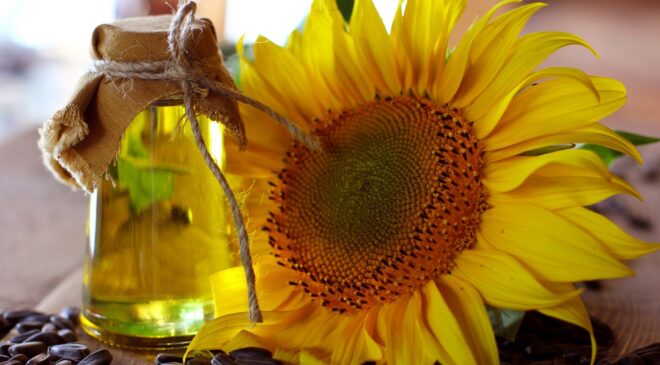 Türkiye’den Ayçiçeği Yağı İhracatı: İlk Çeyrekte 316 Milyon Dolarlık Gelir