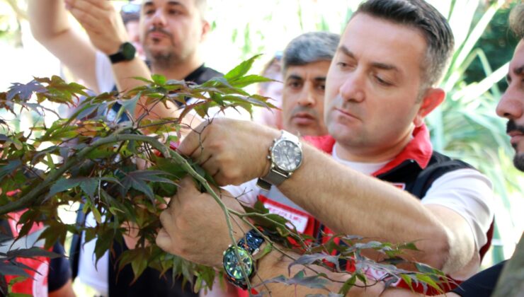 Kahverengi Kokarcayla Mücadelede 5 Bin Samuray Arısı Doğaya Salındı