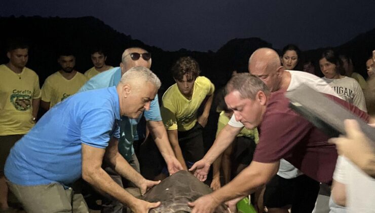Marmaris’te Misinaya Takılan Caretta Caretta ‘Kaan-19’ Tedavisinin Ardından Denizle Buluştu