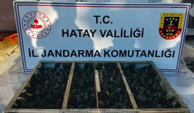 Hatay’da Traktör Römorkundan Binlerce Doğa Kuşu Çıktı