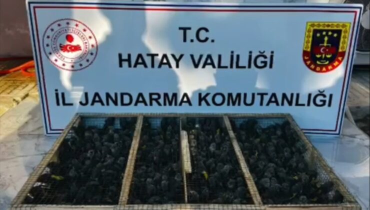 Hatay’da Traktör Römorkundan Binlerce Doğa Kuşu Çıktı
